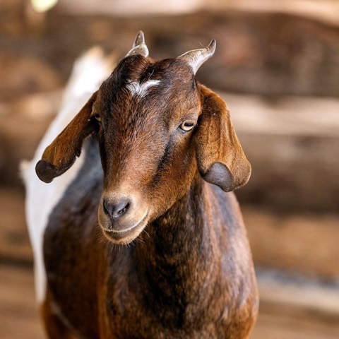 Becky, a goat on Hashem's Farm