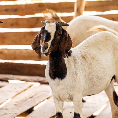 Bri, a goat on Hashem's Farm