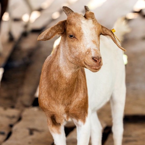 Lady GoGo, a goat on Hashem's Farm