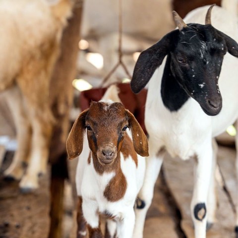 Millie, a goat on Hashem's Farm