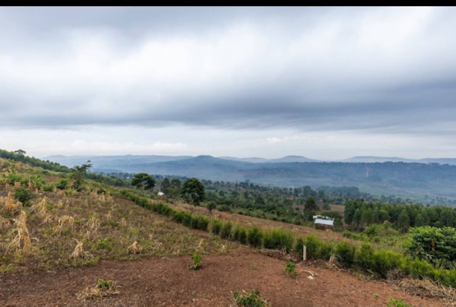 Green hills and young crops on the family land in Bombo, Uganda